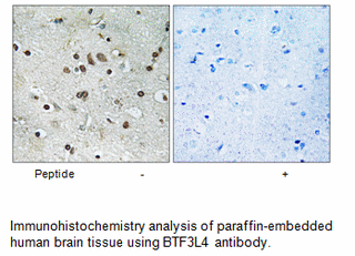 Product image for BTF3L4 Antibody