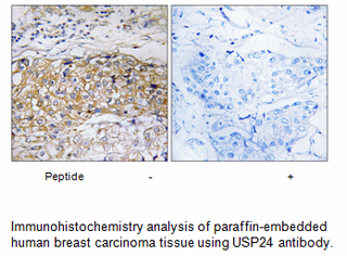 Product image for USP24 Antibody