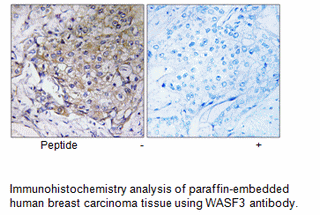 Product image for WASF3 Antibody