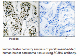 Product image for ZC3H4 Antibody