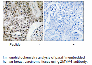 Product image for ZMYM4 Antibody