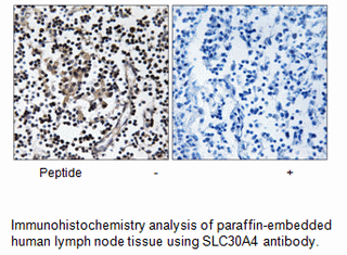 Product image for SLC30A4 Antibody