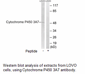 Product image for Cytochrome P450 3A7 Antibody