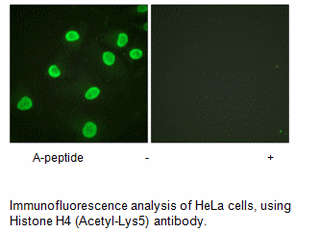 Product image for Histone H4 (Acetyl-Lys5) Antibody