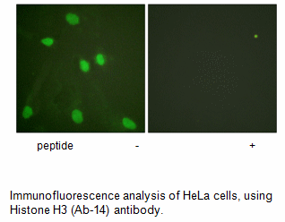 Product image for Histone H3 (Ab-14) Antibody