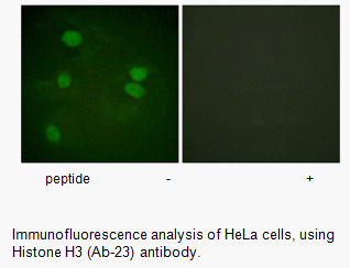 Product image for Histone H3 (Ab-23) Antibody