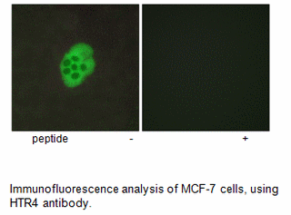 Product image for HTR4 Antibody