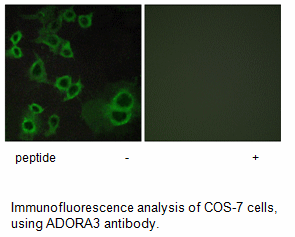 Product image for ADORA3 Antibody