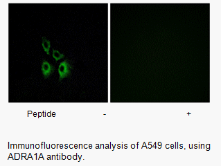 Product image for ADRA1A Antibody