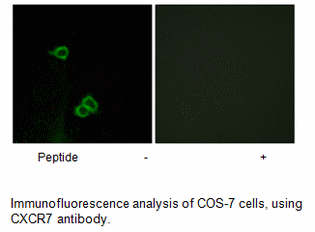 Product image for CXCR7 Antibody