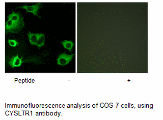 Product image for CYSLTR1 Antibody