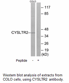 Product image for CYSLTR2 Antibody