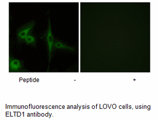 Product image for ELTD1 Antibody