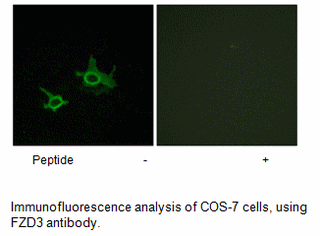 Product image for FZD3 Antibody