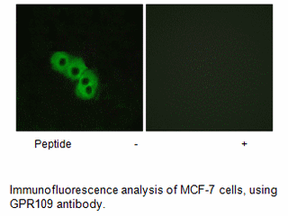 Product image for GPR109 Antibody