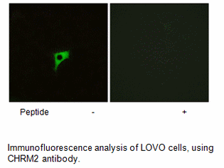 Product image for CHRM2 Antibody