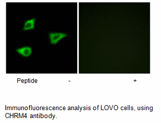 Product image for CHRM4 Antibody