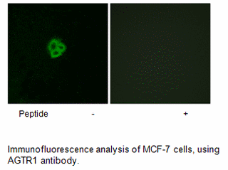 Product image for AGTR1 Antibody