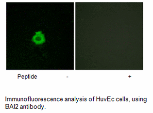 Product image for BAI2 Antibody