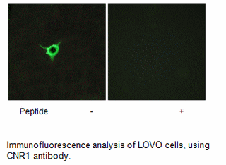 Product image for CNR1 Antibody