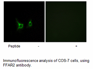 Product image for FFAR2 Antibody