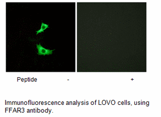 Product image for FFAR3 Antibody