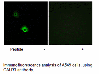 Product image for GALR3 Antibody