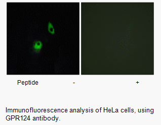 Product image for GPR124 Antibody