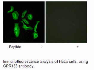 Product image for GPR133 Antibody