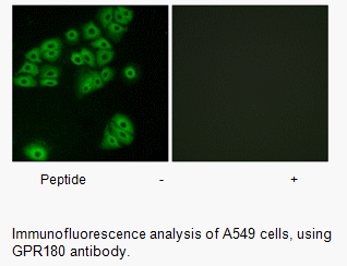 Product image for GPR180 Antibody