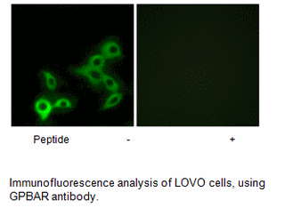 Product image for GPBAR Antibody