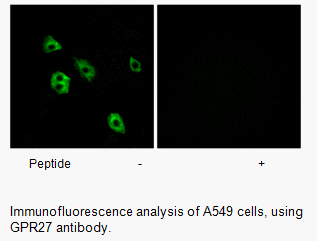 Product image for GPR27 Antibody