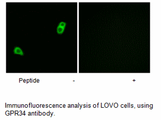 Product image for GPR34 Antibody