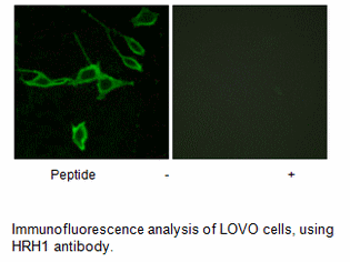 Product image for HRH1 Antibody