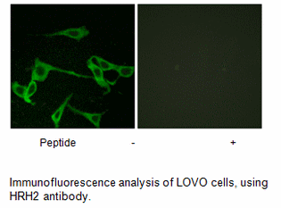 Product image for HRH2 Antibody