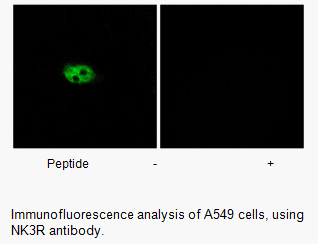 Product image for NK3R Antibody