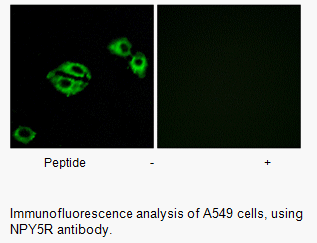 Product image for NPY5R Antibody