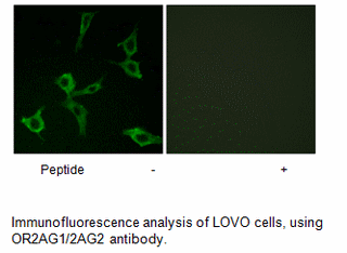 Product image for OR2AG1/2AG2 Antibody