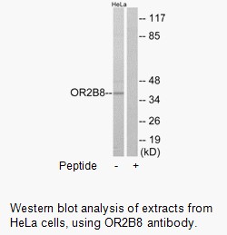 Product image for OR2B8 Antibody