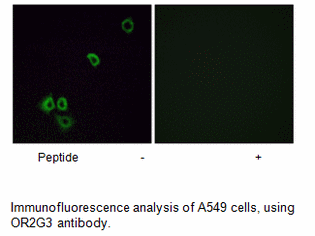 Product image for OR2G3 Antibody