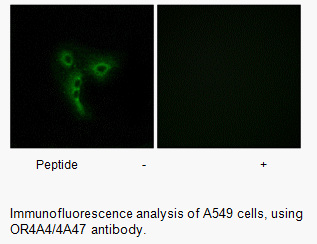 Product image for OR4A4/4A47 Antibody