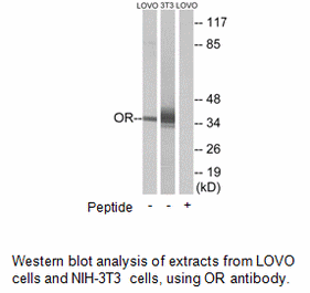 Product image for OR4D6 Antibody