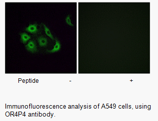 Product image for OR4P4 Antibody