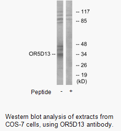 Product image for OR5D13 Antibody