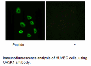 Product image for OR5K1 Antibody