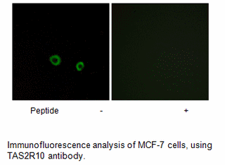 Product image for TAS2R10 Antibody