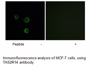 Product image for TAS2R14 Antibody