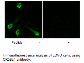 Product image for OR52E4 Antibody