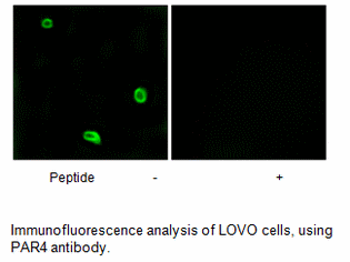 Product image for PAR4 Antibody