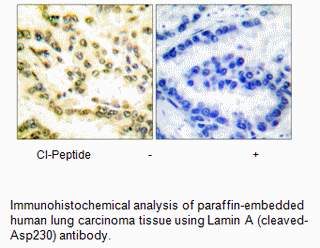 Product image for Lamin A (Cleaved-Asp230) Antibody